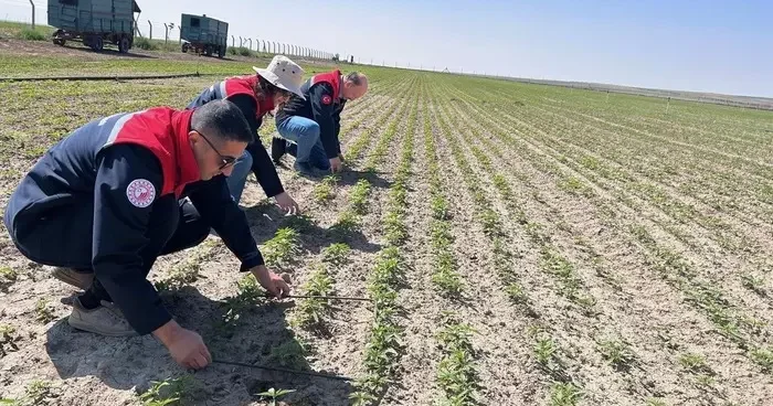 Kulu’da kenevir ekimi yapılan arazide inceleme