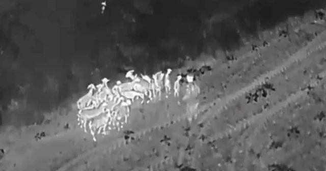 Tekirdağ da kaybolan 27 küçükbaş dron yardımıyla bulundu VİDEO İZLE