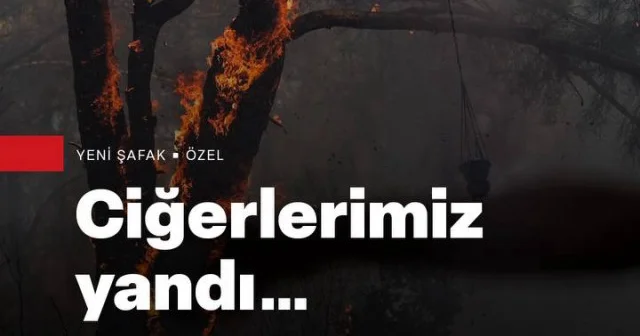 Orman yandı doğa sustu: Yeni Şafak o sessizliği kayda aldı VİDEO İZLE