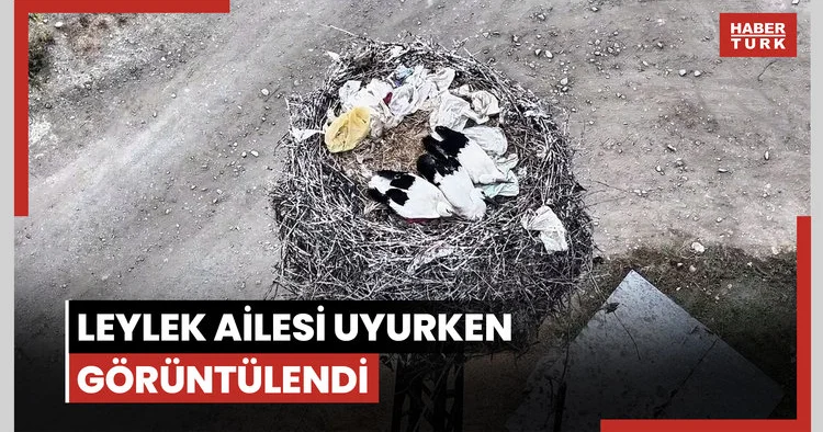Leylek ailesi uyurken görüntülendi