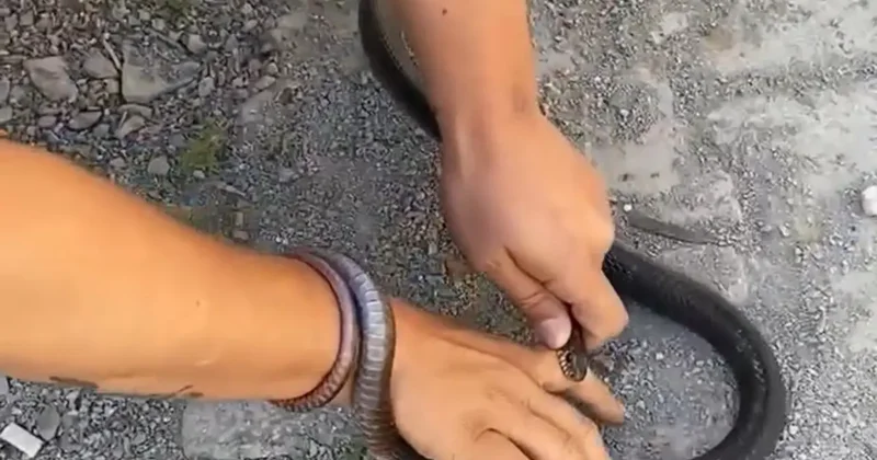 Parmağını yılana kaptırdı, soğukkanlılığı herkesi şaşırttı: Bırakın bir şey olmaz