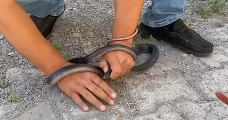 Eve giren yılan parmağını kaptı