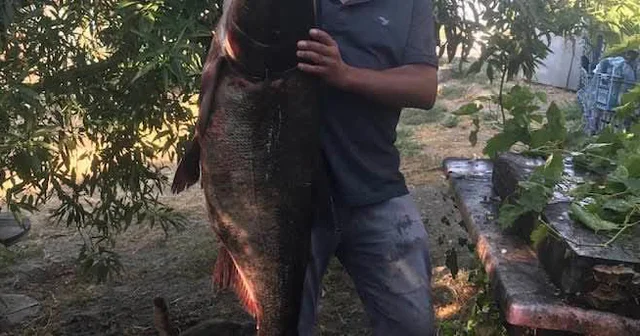 Meriç Nehri nde nadir görülen 20 kilo ağırlığında som balığı yakaladı Edirne Haberleri