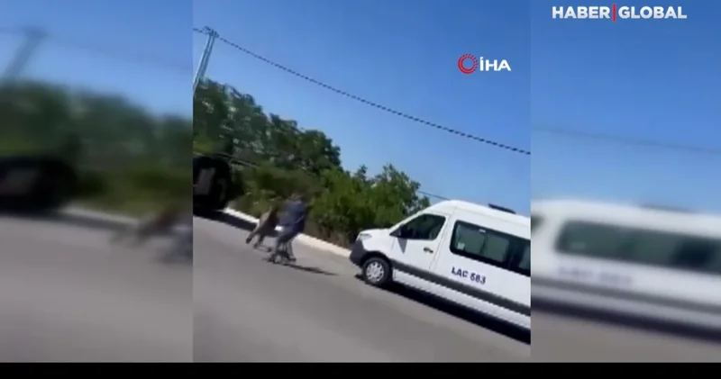 Başıboş eşek mahalleyi birbirine kattı