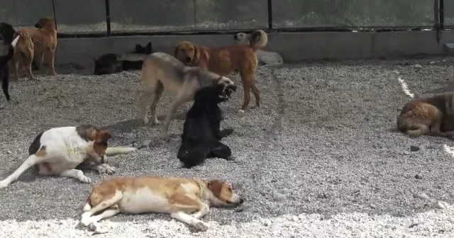 Karabük te Sahipsiz Hayvan Bakımevi açıldı VİDEO İZLE