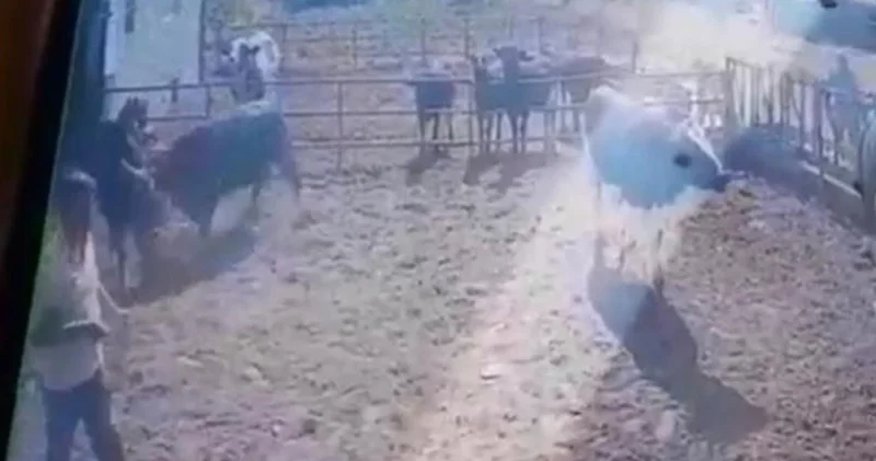 Isparta da dehşet! Boğanın saldırısına uğrayan adam yaralandı