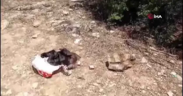Denizli’de 29 yıl hapis cezasıyla aranan hükümlü ormanda yakalandı: Hayvan derisinden giysi yapmış, kenevir ekmiş