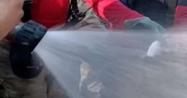 Alevlerin arasındaki umut: İtfaiyeciler can çekişen balığı hayata döndürdü VİDEO İZLE