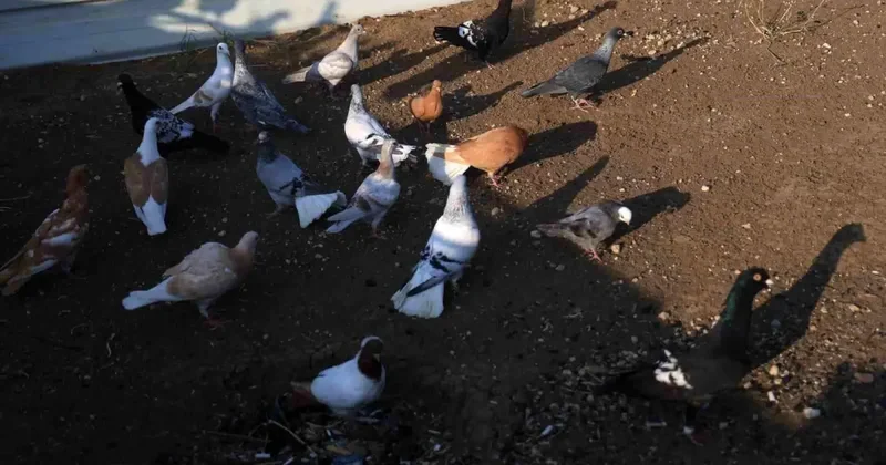 Hatay da 4 Ayaklı Güvercin Şaşkınlığı