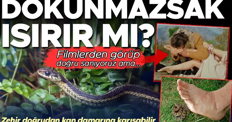 10 SORUDA YILAN DOSYASI Dokunmazsak ısırır mı? Zehirin emilerek çıkarılması doğru bir hamle mi?
