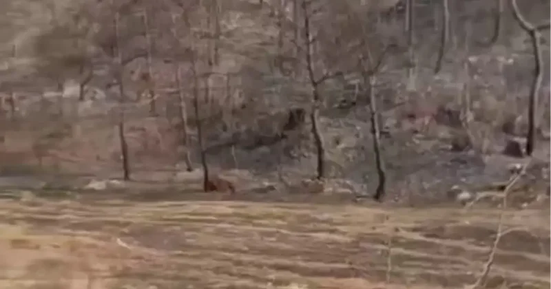 Sakarya da günlerce yanan ormanlık alanda erkek cesedi bulundu