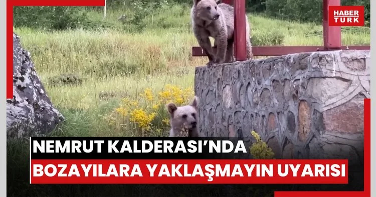 Nemrut Kalderasına gelen ziyaretçilere bozayılara yaklaşmayın uyarısı