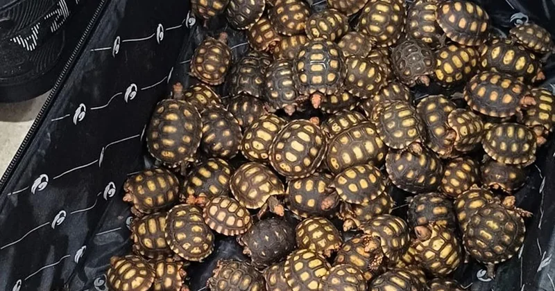 Bir yolcunun valizinden 600 tanesi çıktı: Polisler gözlerine inanamadı Sözcü Gazetesi