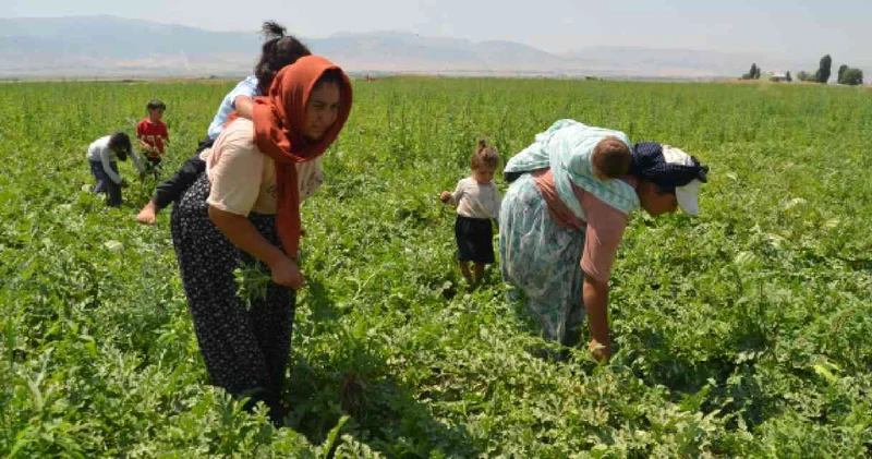 Hasat sabahın ilk ışıklarıyla başlıyor: Ev ekonomisine katkı sağlıyorlar