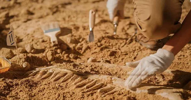 Bilim insanları keşfetti: 75 bin yıllık kemik kalıntıları bulundu