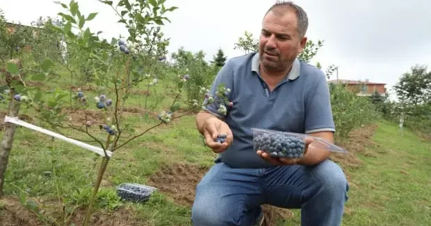 Ordu haberleri Çiftçinin yüzünü güldüren hasat: Kilogramı 500 TL den başlıyor 05 Ağustos 2025