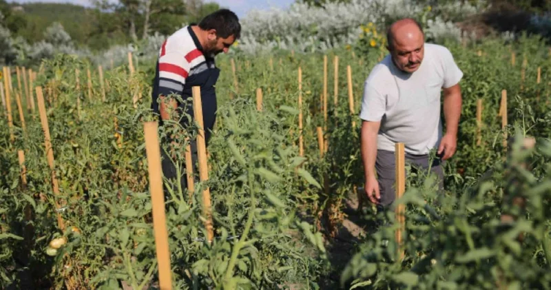Dekara yaklaşık 2 ton ürün veriyor: Kilosu 70 liraya kapış kapış satılıyor