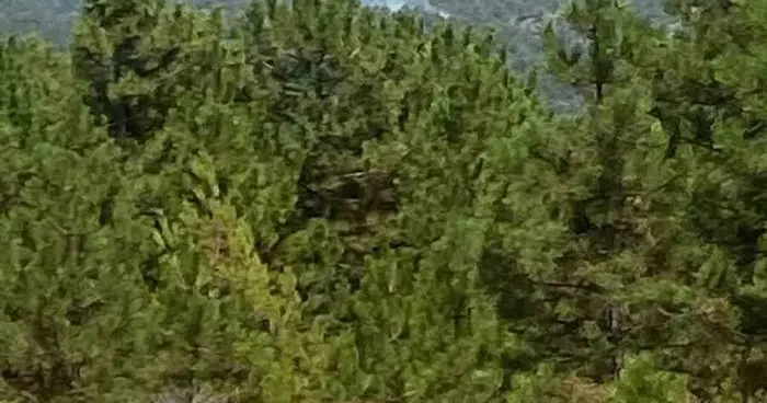 Denizli’de sarp arazide orman yangını başladı