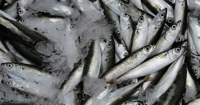 Yaşlanmayı geciktiren lezzet: Sardalya! Kuzey Ege nin lezzet mirası, cilt, saç ve tırnak sağlığına doğal destek...
