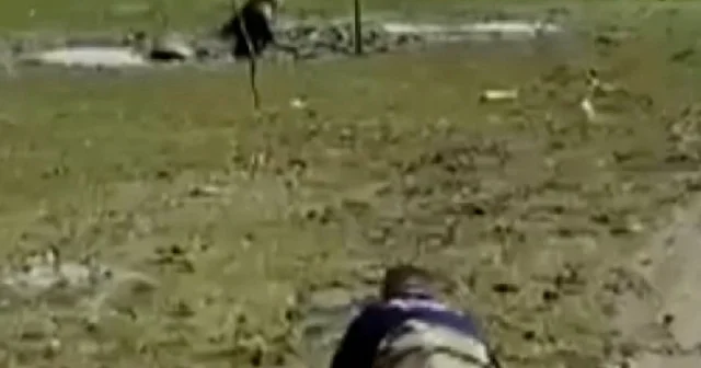 Manisa da bataklığa saplanan katırı kurtaran ekiplerin canhıraş mücadelesi VİDEO İZLE