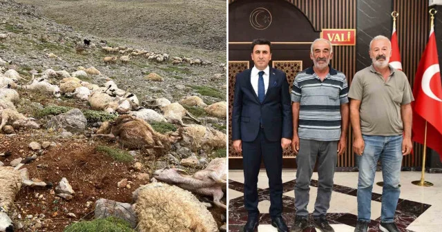 Yıldırım düşmesi sonucu 216 hayvanını kaybeden üreticilerin zararı karşılanacak Tunceli Haberleri