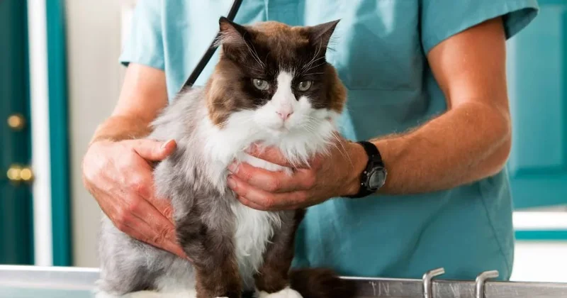 Uzmanlar açıkladı: Kedi ve köpek türünden insan ölümü mümkün mü? Sözcü Gazetesi