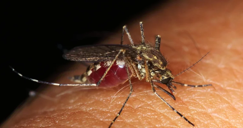Sivrisinek kaynaklı chikungunya virüsü vaka sayısı 7 bini geçti