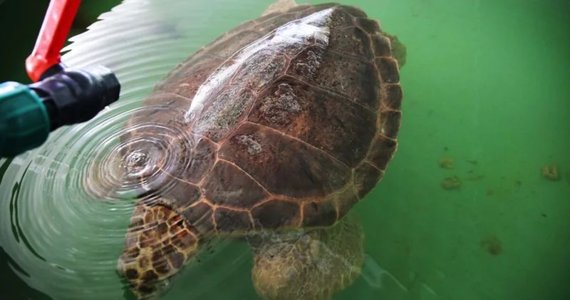 4 yıl boyunca adım adım takip edilmişti... Caretta Tuba dan ikinci dünya turu!