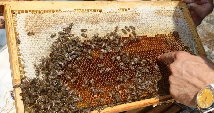 Erzincan da üretilen geven balının hasadı başladı