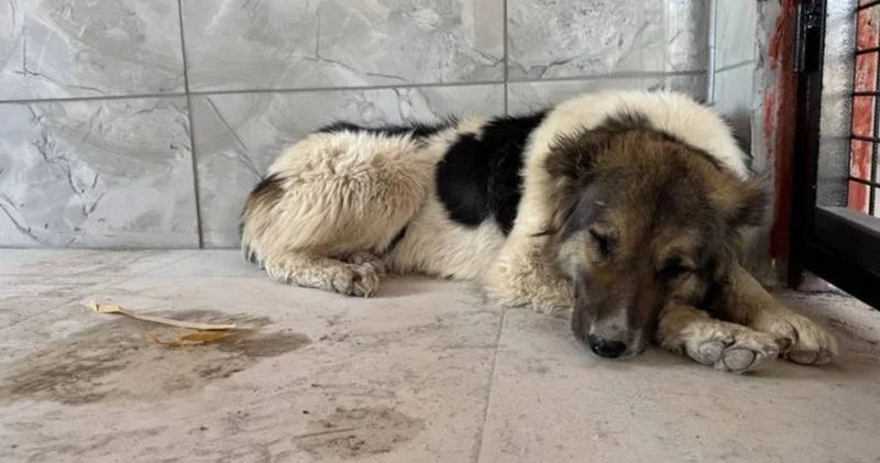 Sadakati yürek burktu: Sahibinin mezarından ayrılmayan köpek artık güvende