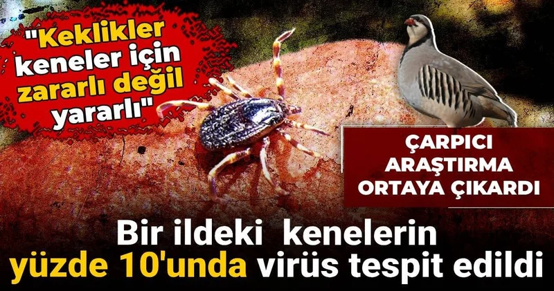 Bir ildeki kenelerin yüzde 10 unda virüs tespit edildi: Herkesin doğru bildiği meğer yanlışmış