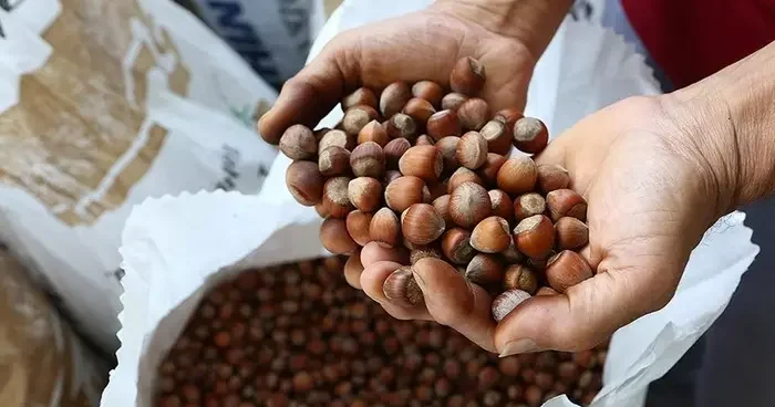 Binlerce çiftçiyi ilgilendiriyor! Fındık alım fiyatları belli oldu