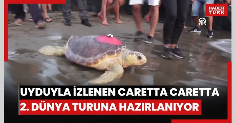 Uydu cihazıyla izlenen caretta caretta Tuba ikinci dünya turuna hazırlanıyor