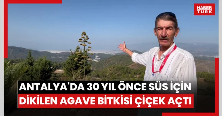 Antalyada 30 yıl önce süs için dikilen Agave bitkisi çiçek açtı