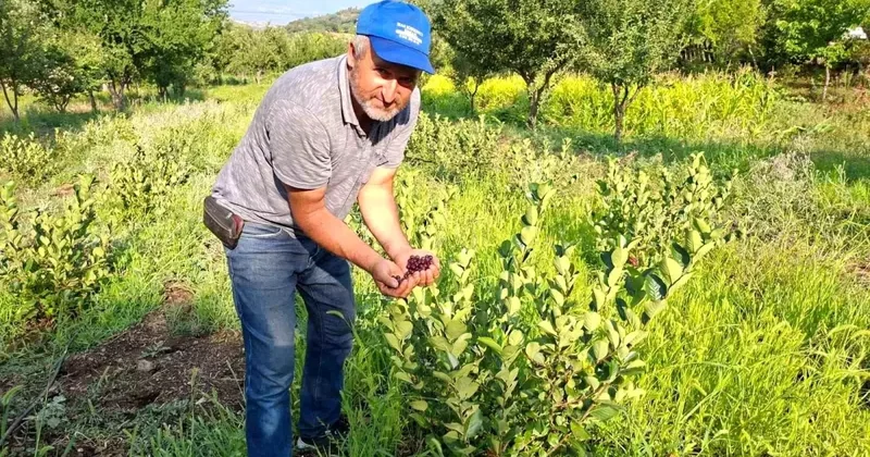Hisarcık ta İlk Aronya Hasadı