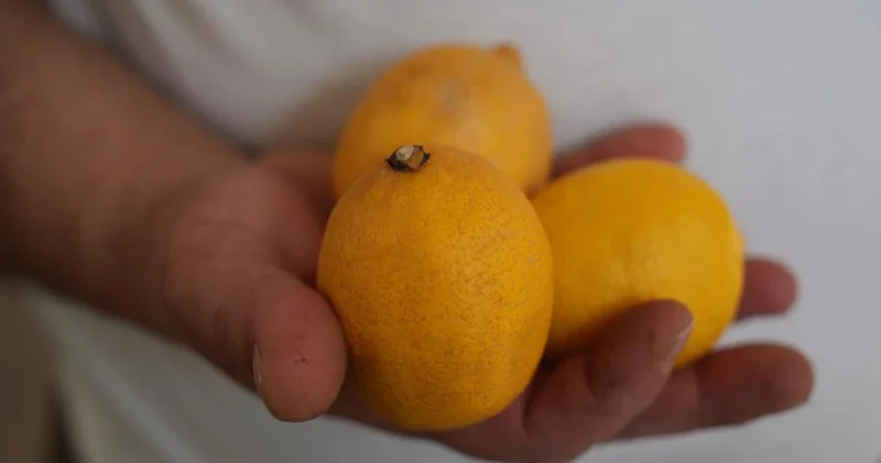 Pazarın zam şampiyonu limon oldu; bundan sonra düğünlerde takılacak