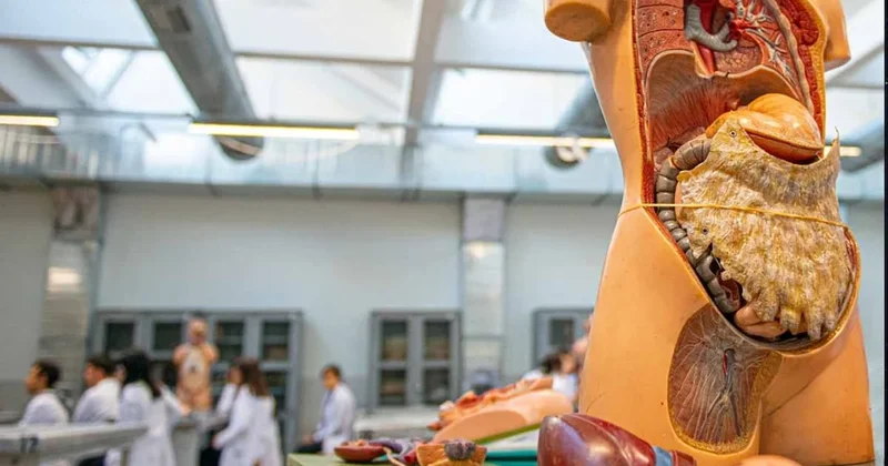 Bu organ hem vücudumuzun en hızlı yaşlanan organı, hem tüm vücudun kaderini belirliyor! Sözcü Gazetesi