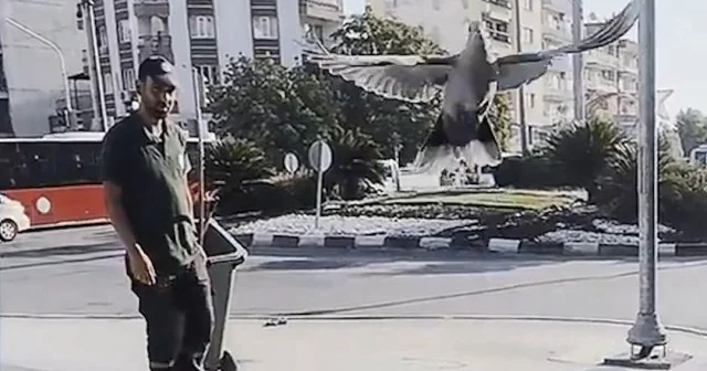 Manisa’da temizlik işçisinden yürekleri ısıtan davranış: Güvercinin su içmesini bekledi VİDEO İZLE