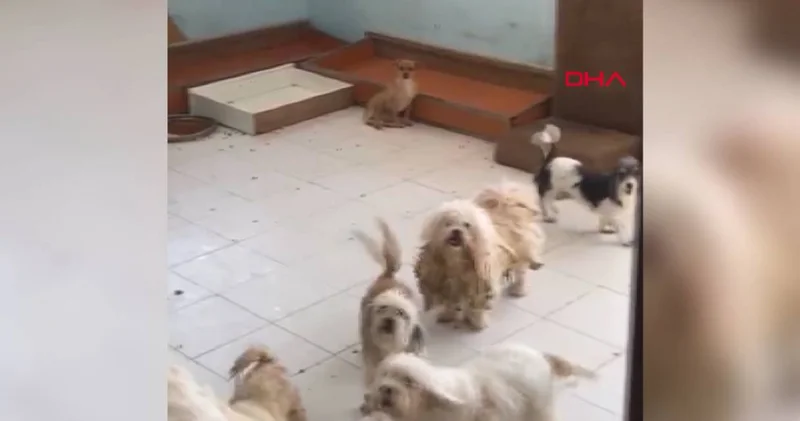 Evde tutulan 20 köpek kurtarıldı: Aynı adrese 3 üncü baskın