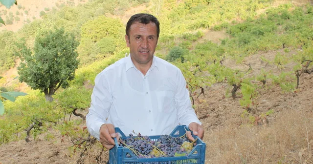 Hizan da üzüm hasadı başladı Bitlis Haberleri