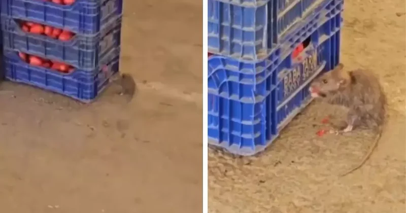 Pazar yerindeki domatesleri fareler yedi! İşte mide bulandıran görüntüler