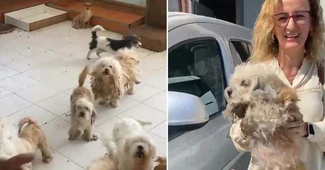 Evde tutulan 20 köpek komşuların şikayeti üzerine kurtarıldı İzmir Haberleri