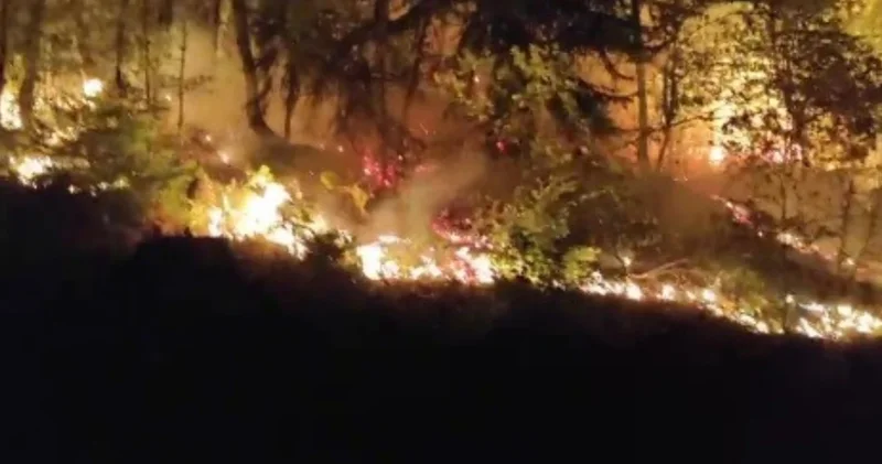Düzce de orman yangını! İtfaiye ve vatandaş söndürdü
