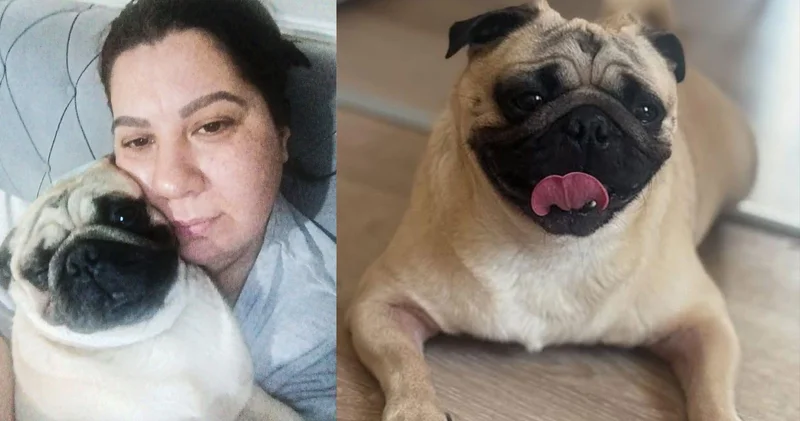 Tatile çıkarken pet otele bıraktığı köpeği öldü; işletmeden şikayetçi oldu
