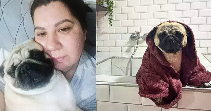 Sahibinin tatile çıkarken pet otele bıraktığı ‘Alf’ öldü