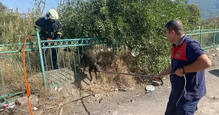 Demir korkuluğa sıkışıp mahsur kalan köpeğin yardımına itfaiye koştu