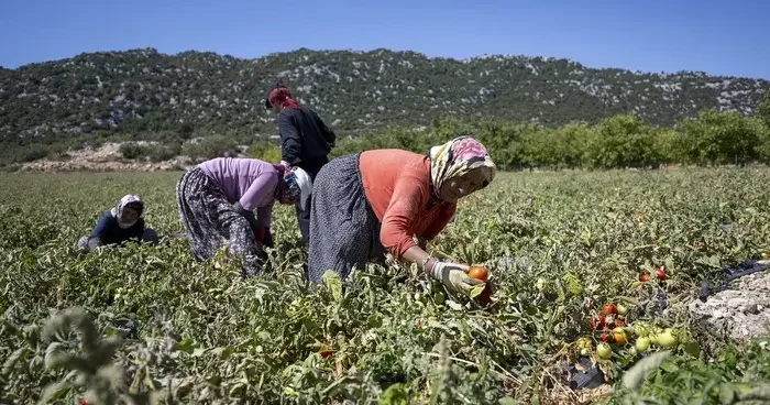 Mersin de üreticiye yüzde 70 hibeli domates fidesi desteği