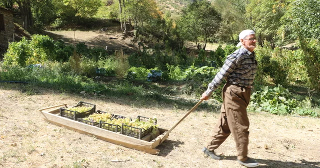 80 yaşında, her yıl tonlarca üzümü kızakla köyüne taşıyor Hakkari Haberleri