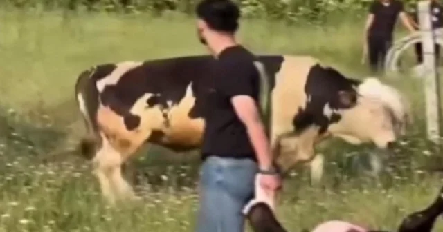 Arnavutköy de vatandaşların kaçan kurbanlıkla imtihanı kamerada VİDEO İZLE