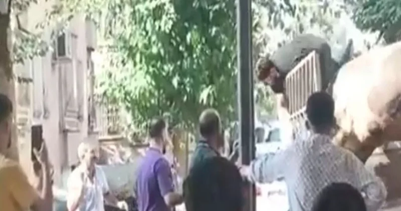 Öfkeli boğa kasabı boynuzlarıyla savurdu